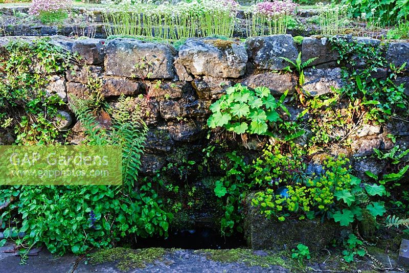 L'eau ruisselle sur le mur pour se regrouper en terrasse. Saxifraga paniculata 'Aizoon Minor' sur le dessus du mur Veddw House Garden, Devauden, Monmouthshire, Wales