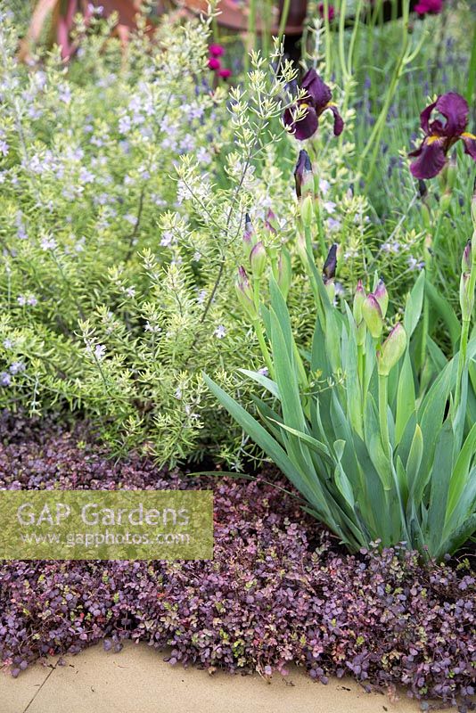 Parterre de Westringia fruticosa 'Morning Light', Iris germanica 'Red Orchard' sous-planté d'Acaena inermis 'Purpurea' à côté du chemin. Jardin d'exposition: Le jardin du centenaire M et G - Windows à travers le temps.