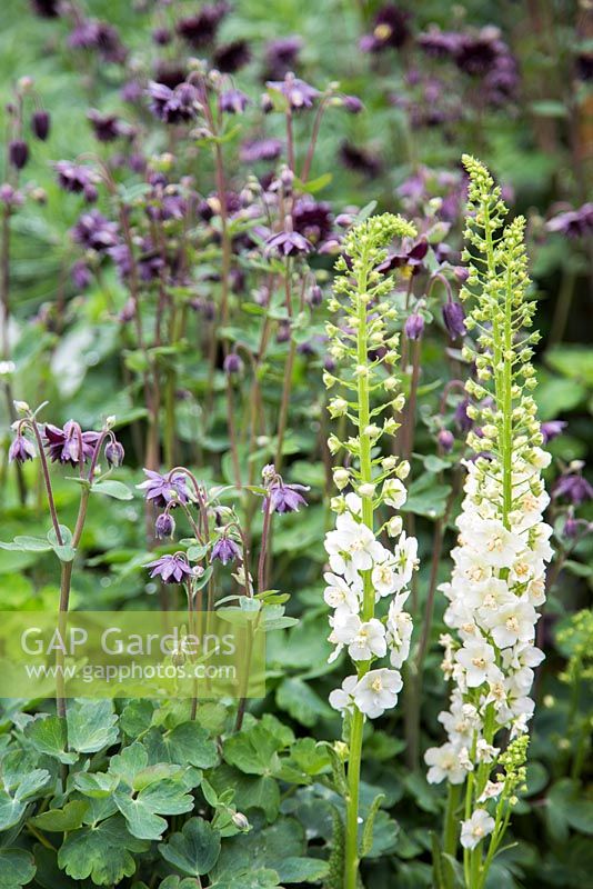 Aquilegia 'Black Barlow' et Verbascum 'Flush of White '. Show Garden: Le jardin SeeAbility.