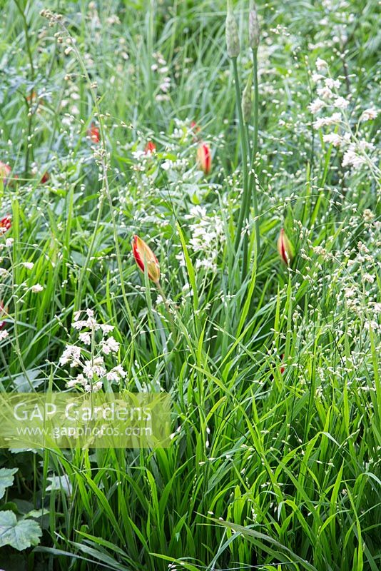 Carex muskingumensis, Briza media, Tulipa sprengeri et Heuchera sanguinea 'Alba '. Show Garden: The Telegraph Garden.