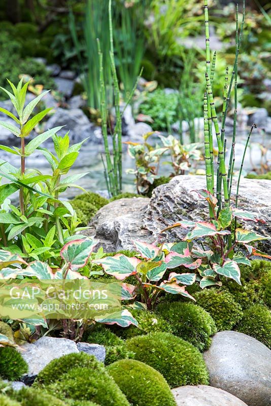 Equisetum, Houttuynia et mousse plantés parmi de gros rochers de pierre. Jardin artisanal: un jardin d'alcôve Tokonoma.