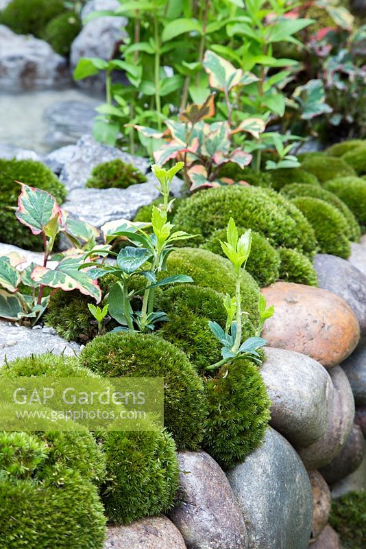 Houttuynia et mousse plantées parmi de gros rochers de pierre. Jardin artisanal: un jardin d'alcôve Tokonoma.