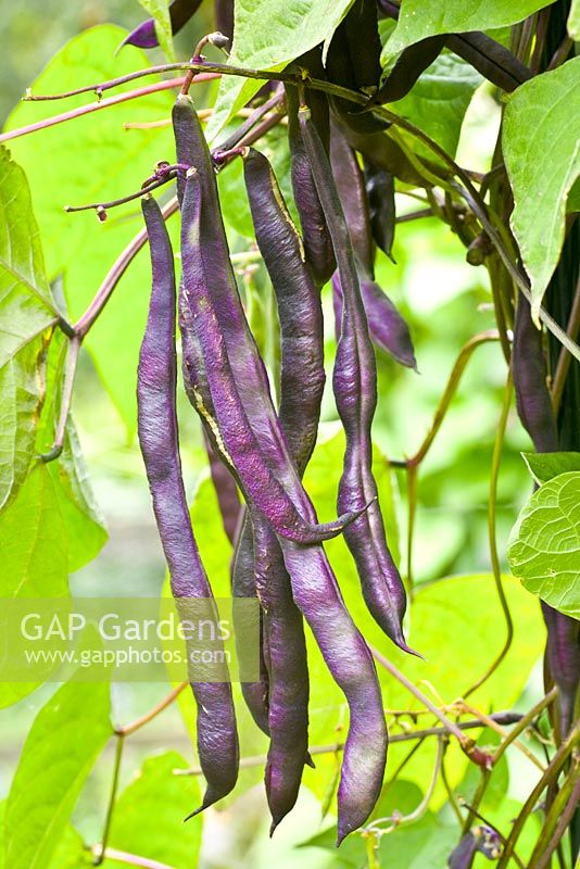 Phaseolus vulgaris 'Blauhilde'