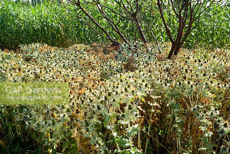 Eryngium agavifolium, - de très grandes zones de parterre de fleurs sont laissées pendant les mois d'hiver, l'Eryngium changeant de couleur et offrant un intérêt textural au jardin. Jardins Broadview, Hadlow College, Kent. Août.
