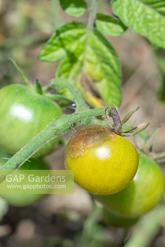 Alternaria solani - Brûlure précoce affectant la tomate