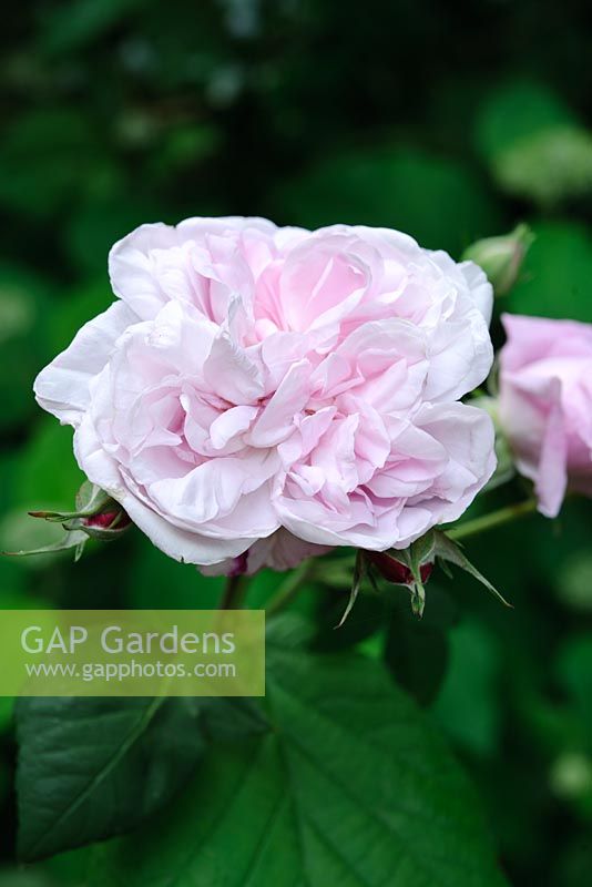 Rosa 'Great Maiden's Blush'