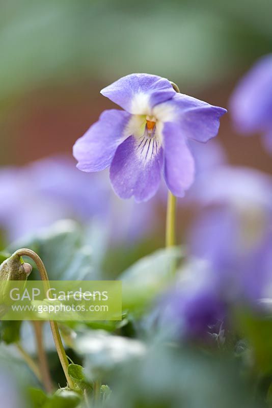 Viola parme 'Fe Jalucine' (rare violette de Parme unique)