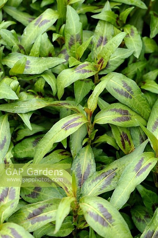 Persicaria odorata syn. Polygonum odoratum - Coriandre vietnamienne ou Rau-Ram