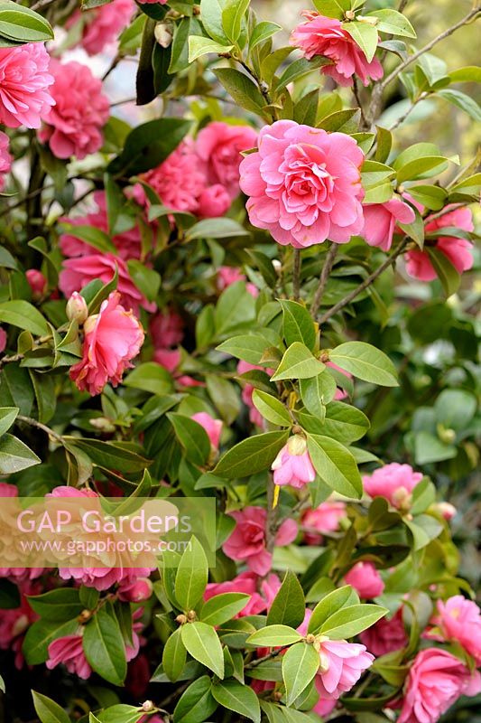 Camellia x williamsii 'Anticipation'