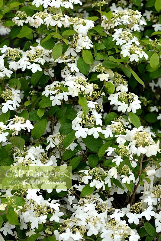 Viburnum plicatum 'Watanabe'