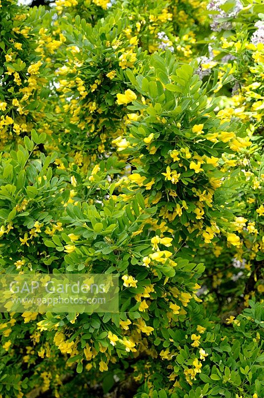 Caragana microphylla - Arbuste à petites feuilles