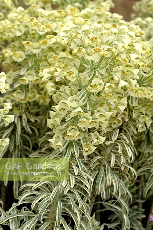 Euphorbia characias 'Tigre de Tasmanie' - Euphorbe panaché