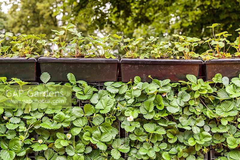Mur végétal comestible - Jardin d'exposition «Travaillez, reposez et jouez», RHS Hampton Court Palace Flower Show 2012