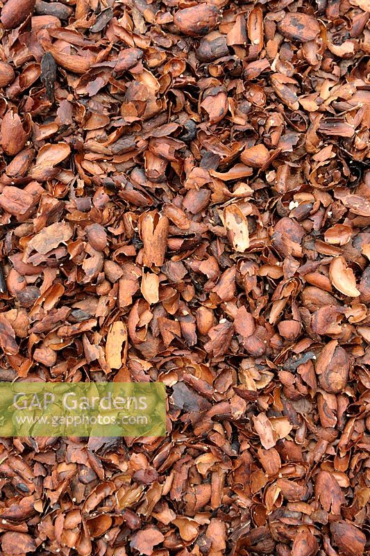 Coques de cacao utilisées comme paillis