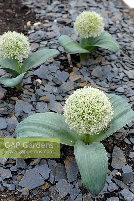 Allium karataviense 'Ivory Queen' avec ardoises