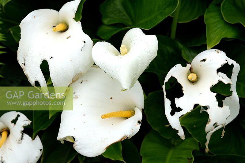 Zantedeschia aethiopica - Arum Lily endommagée par la grêle