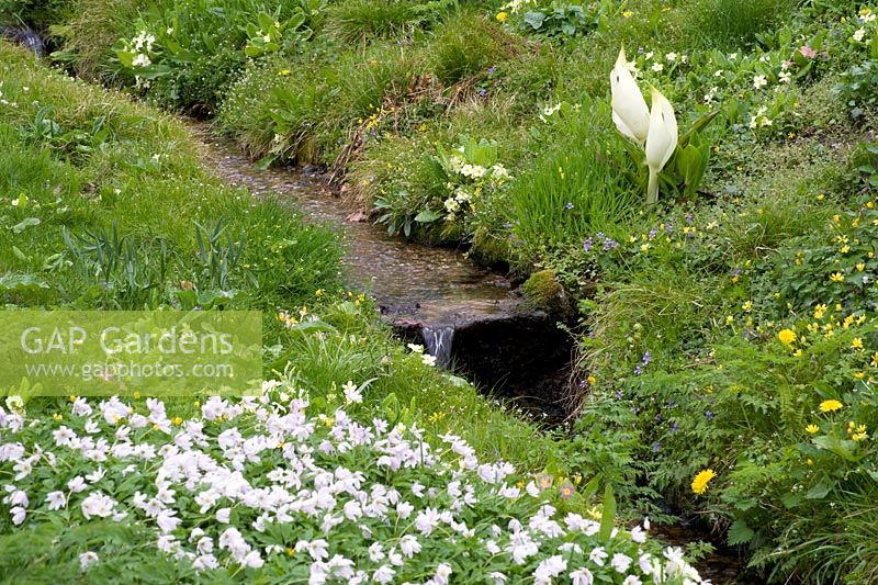 Cours d'eau entre les berges herbeuses avec plantation d'Anemone nemorosa, Lysichiton camtschatcensis et Primula vulgaris