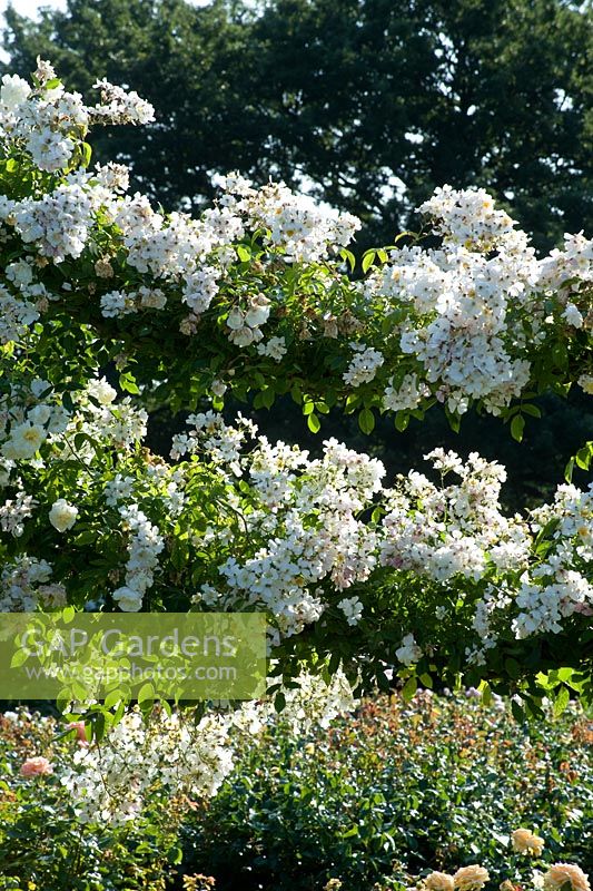 Variété inconnue de rose blanche. Roseraie de la reine Mary. Regent's Park, Londres