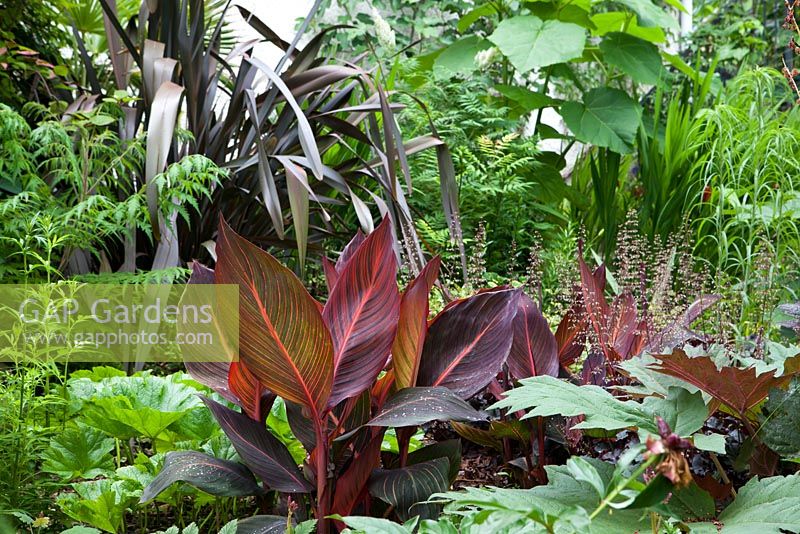 Phormium tenax 'Atropurpureum', Paulownia tomentosa, Darmera peltata, Canna 'Durban' syn. 'Tropicana', Rheum palmatum var. tanguticum