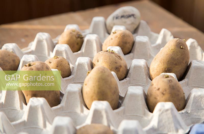 Chitting des pommes de terre. Pomme de terre 'Premiere' dans un plateau d'oeufs