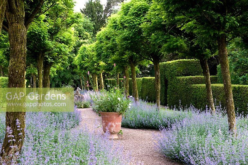 Pots au centre du jardin de lavande - promenade de la licorne - Cothay Manor, Greenham, Somerset, Angleterre, fin juin.