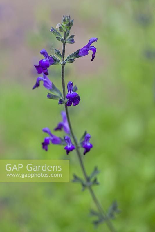 Salvia 'Purple Queen'