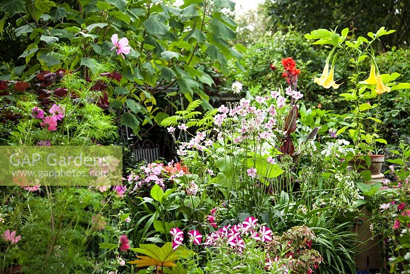 Parterre de fleurs de fin d'été avec Brugmansia x candida 'Grand Marnier' - Trompette d'ange, bégonias, anémones, agapathus et pétunia 'Cascadias'