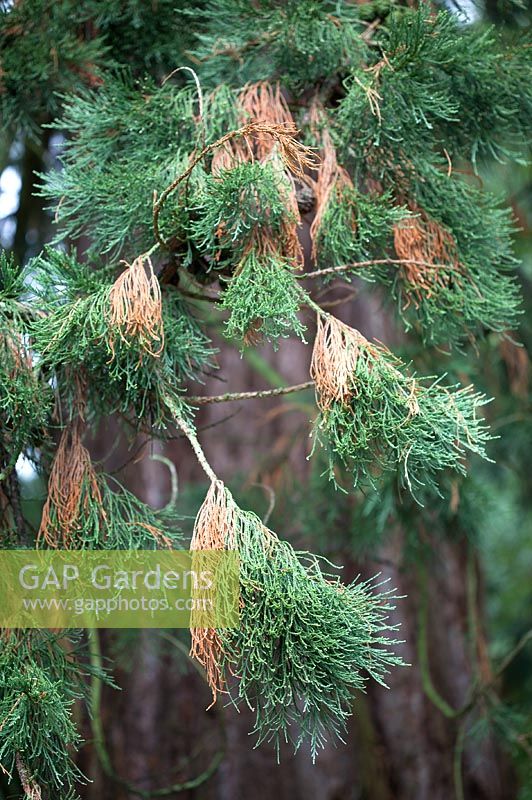 Sequoiadendron giganteum