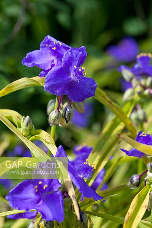Tradescantia (Groupe Andersoniana) 'Sweet Kate'