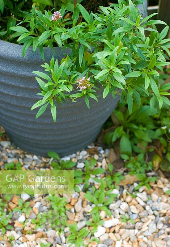 Vivaces auto-ensemencées, valériane rose Centranthus ruber en pot avec des semis de gravier en dessous