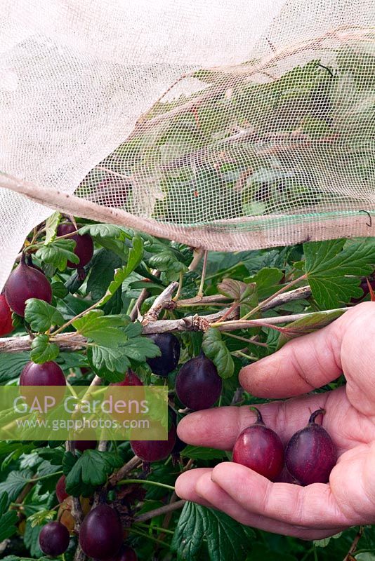 Récolte de Ribes uva-crispa 'Rokula' (Groseille) sous une housse de protection en molleton