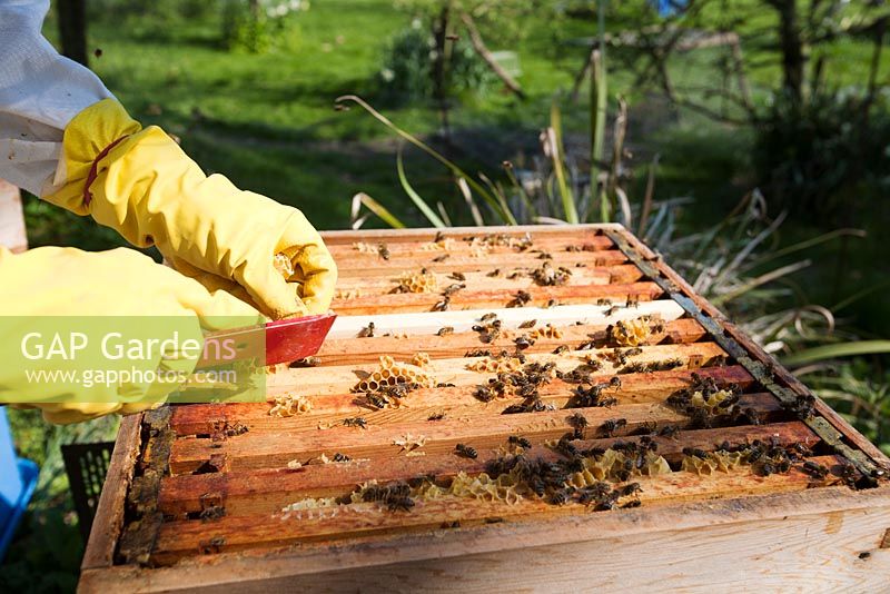 Apiculteur retirant l'excès de cire de la ruche d'abeilles (Apis mellifera)