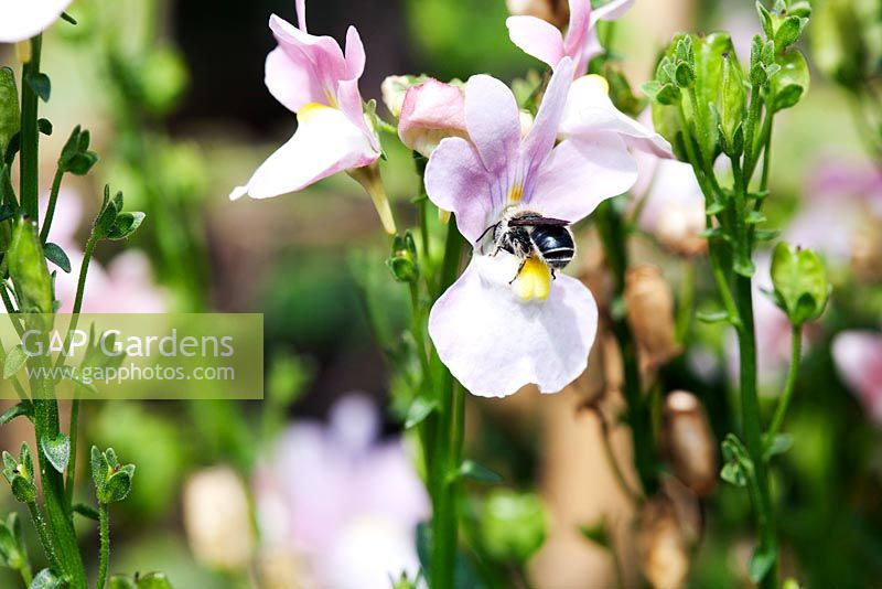 Abeille minière - Andrena sp. sur fleur