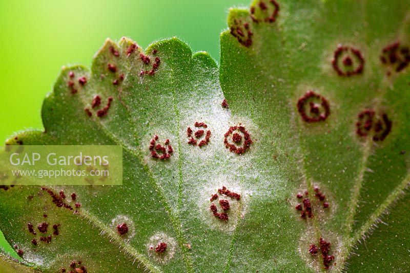 Rouille du pélargonium sur les feuilles du pélargonium, causée par le champignon Puccinia pelargonii-zonalis.