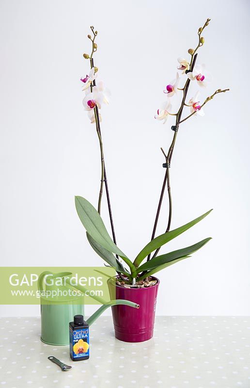Soin d'orchidée pour Phalaenopsis - Orchidée papillon.