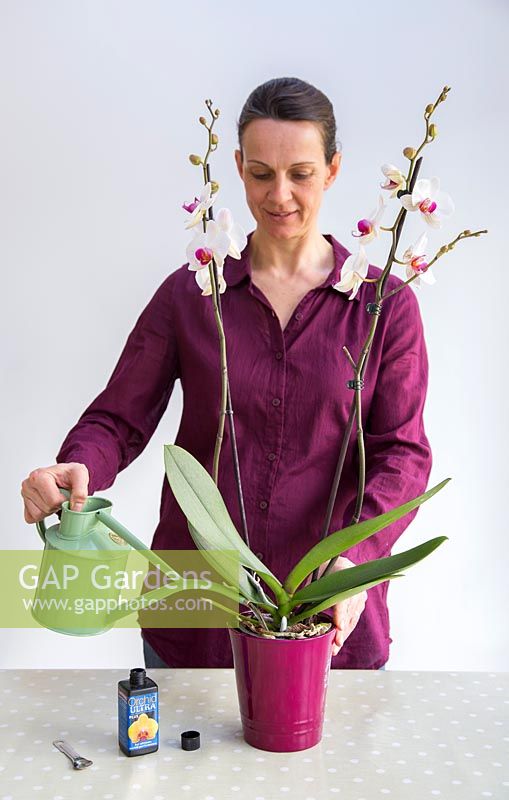 Arrosage Phalaenopsis - Orchidée papillon avec la formule spéciale d'orchidée.