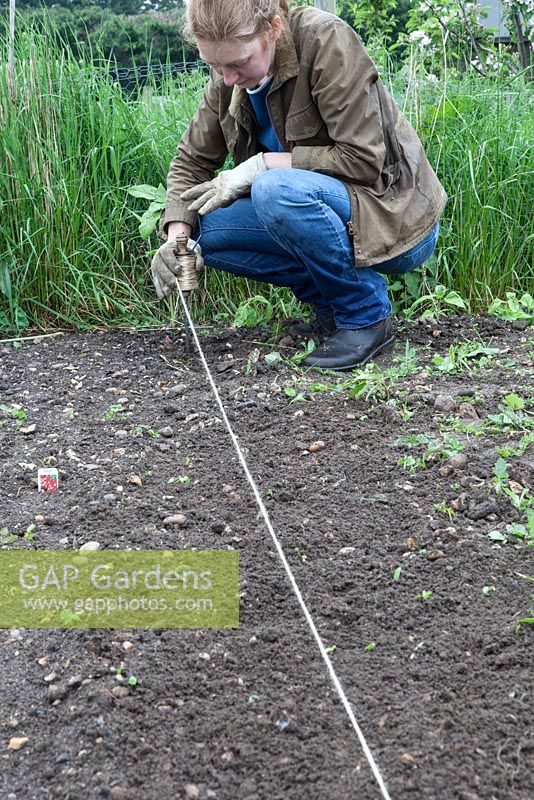 Utiliser une ligne de jardin pour délimiter un potager