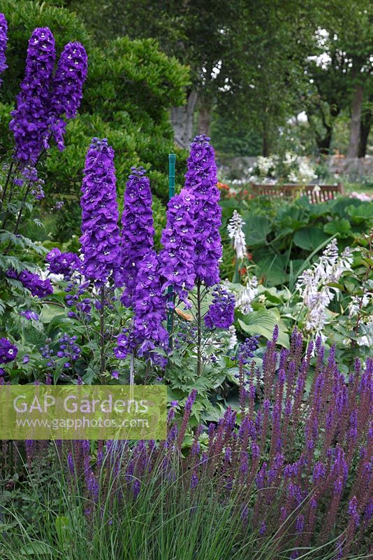 Delphinium elatum 'Purple Passions' avec Salvia nemorosa 'Tänzerin'