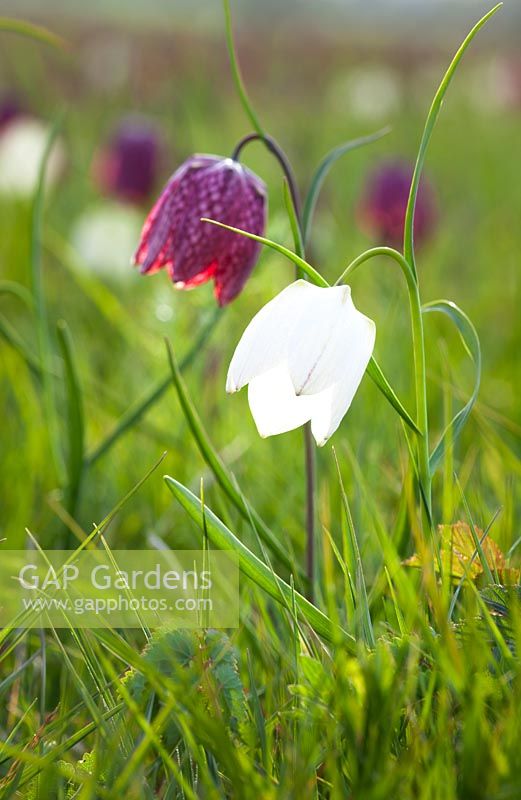 Fritillaria meleagris dans le pré de fleurs sauvages