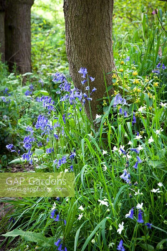 Jacinthes des bois dans un bois près de Sissinghurst avec piqûre et archange. Hyacinthoides non-scripta