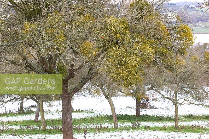 Viscum album - Gui poussant sur les arbres fruitiers un jour d'hiver enneigé dans un verger dans le Worcestershire.