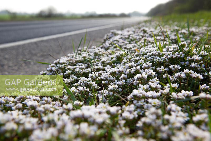 Cochlearia danica - Scorbut danois poussant le long du bord d'une route dans le Kent.