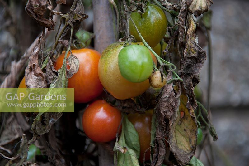 Brûlure de tomate