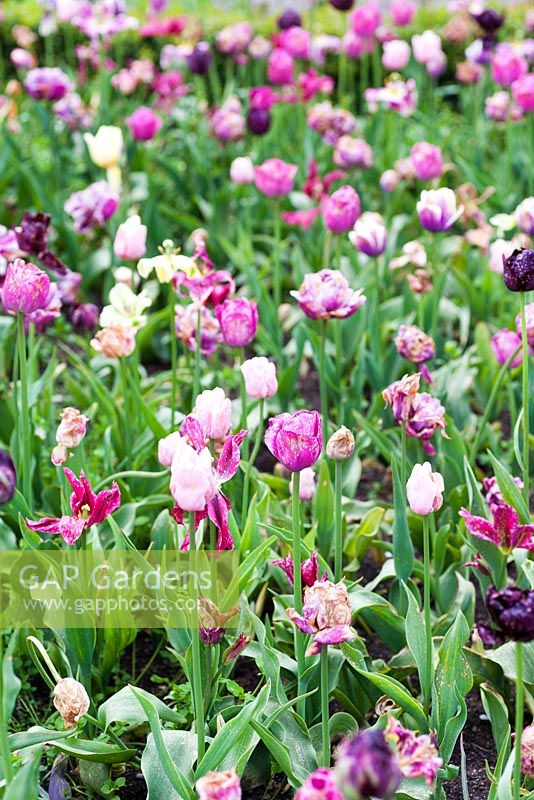 Botrytis blight - Tulipa - feu de tulipes