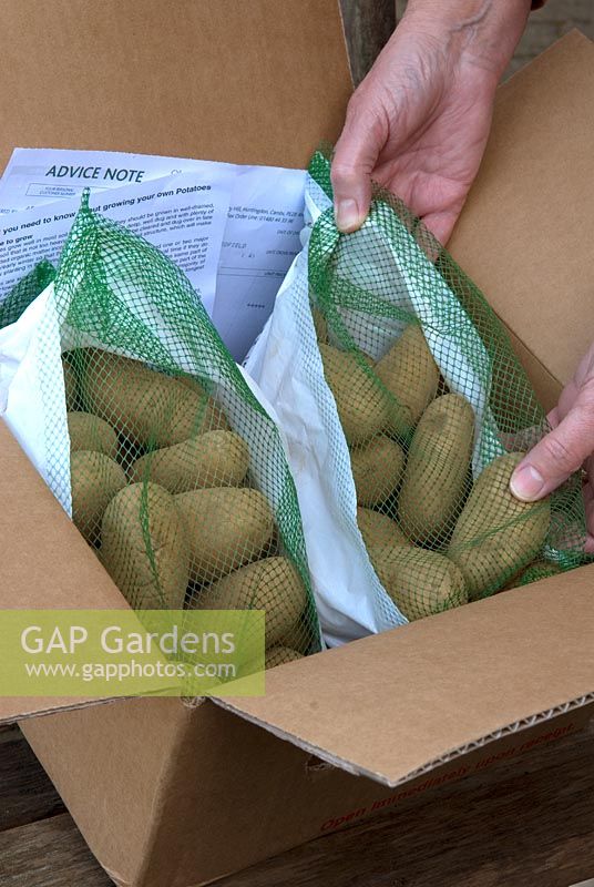 Déballage livraison par correspondance de pommes de terre de semence 'Juliette'