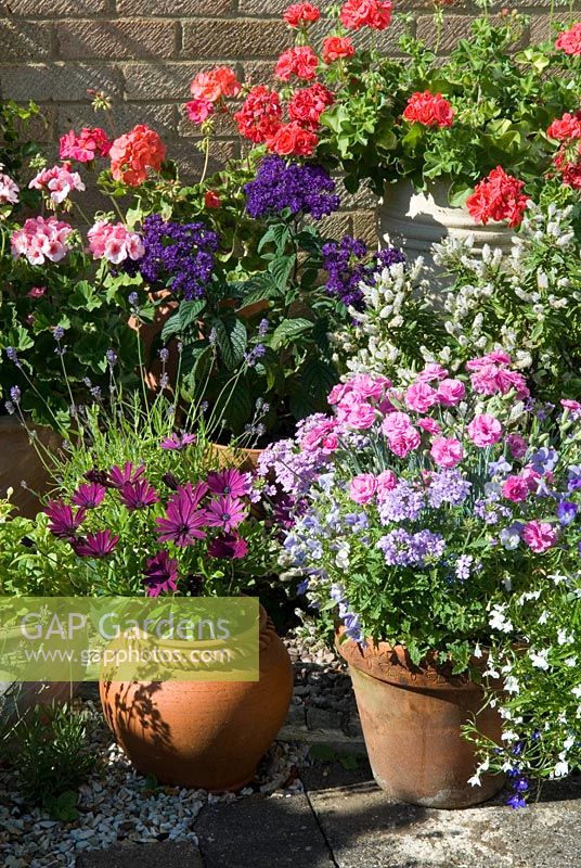 Pots plantés de géraniums, verveine, ostéospermes, roses et héliotropes aux couleurs vives