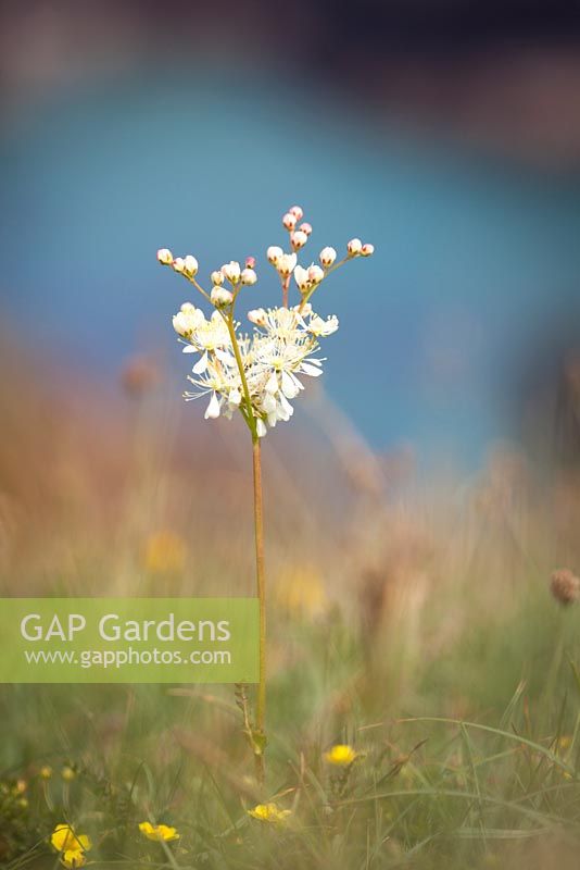 Filipendula vulgaris - Dropwort ou Fern-leaf Dropwort poussant sur les falaises de la péninsule du Lézard, Cornwall.