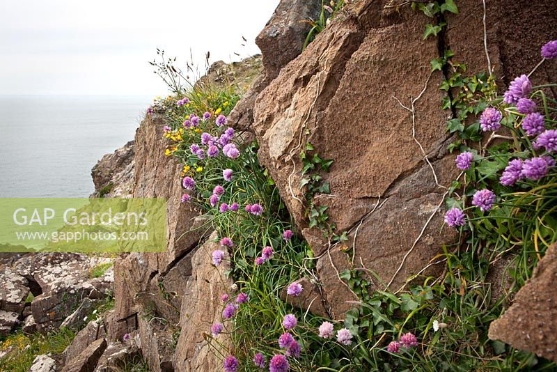 Allium schoenoprasum - Ciboulette sauvage poussant sur des falaises près de la péninsule du Lézard, Cornwall.