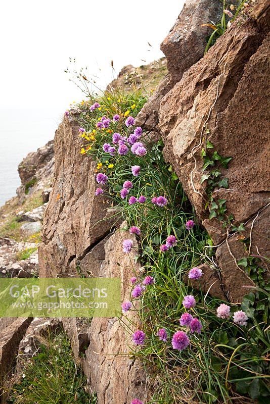 Allium schoenoprasum - Ciboulette sauvage poussant sur des falaises près de la péninsule du Lézard, Cornwall.
