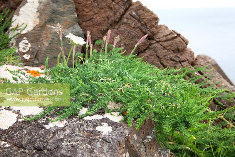 Asparagus prostratus - Asperges sauvages poussant sur les falaises de la péninsule du Lézard, Cornwall.